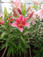 [4298 Cabella VH No01.JPG]